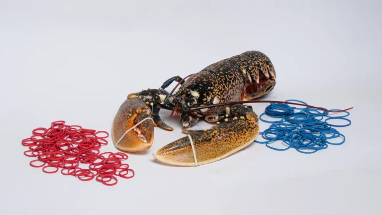 élastique ostréiculture Tunisie homard
